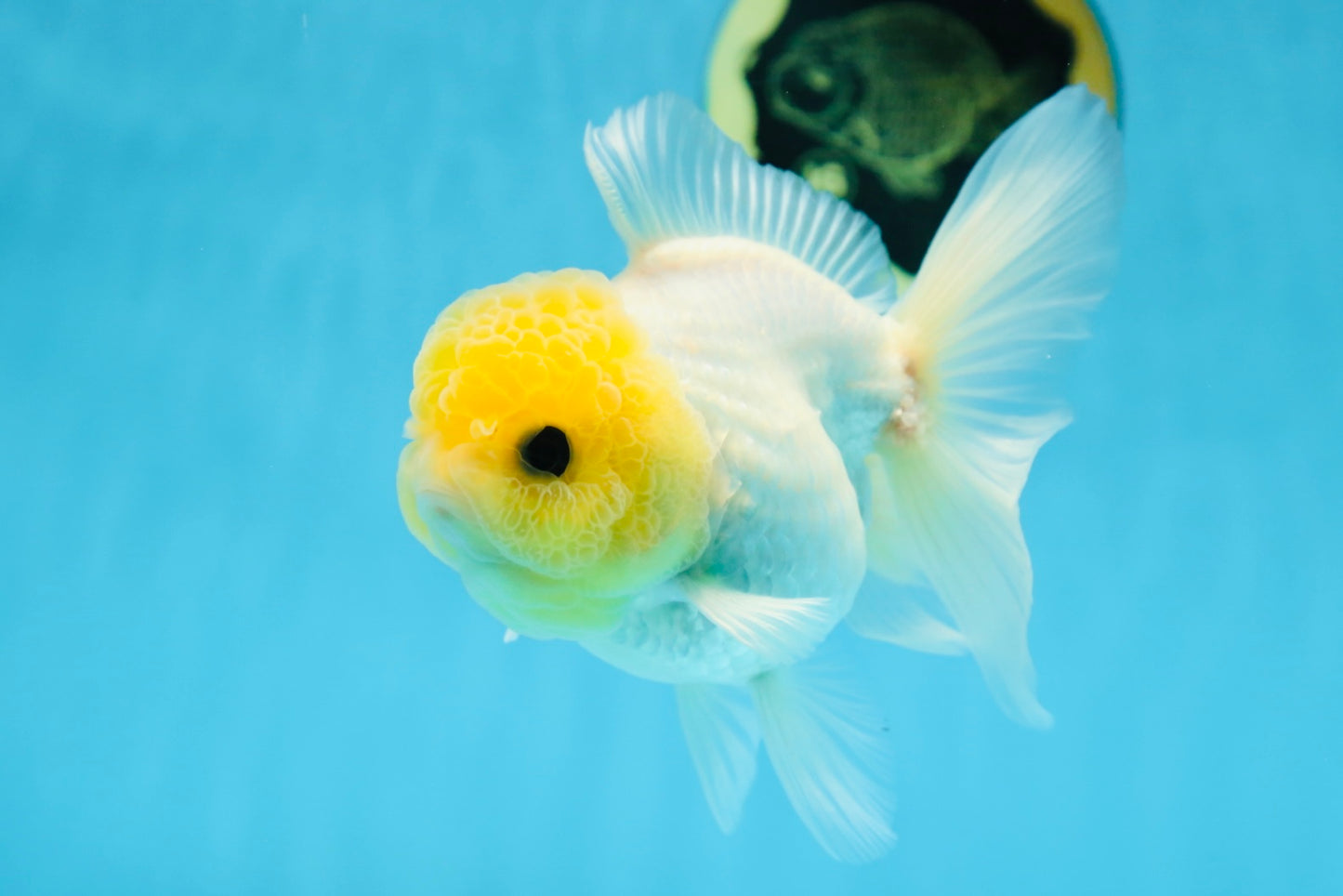 White Button Eyes Oranda Female 5 inches #080825OR_10