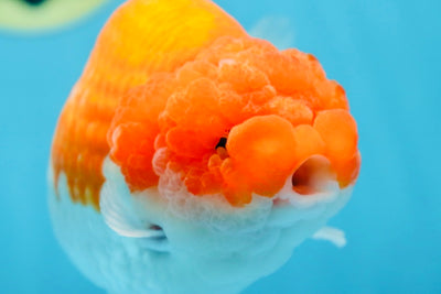 AAA Grade FLUFFY WEN Red White LionQueen 5.5-6 inches #090525LC_02