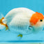 A Grade Chinese Red Head Ranchu Female 4.5 inches #101725RC_13