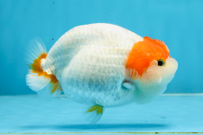A Grade Chinese Red Head Ranchu Female 4.5 inches #101725RC_13