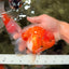 CHONKY A Grade Sakura Oranda Male 6 inches #070626OR_13