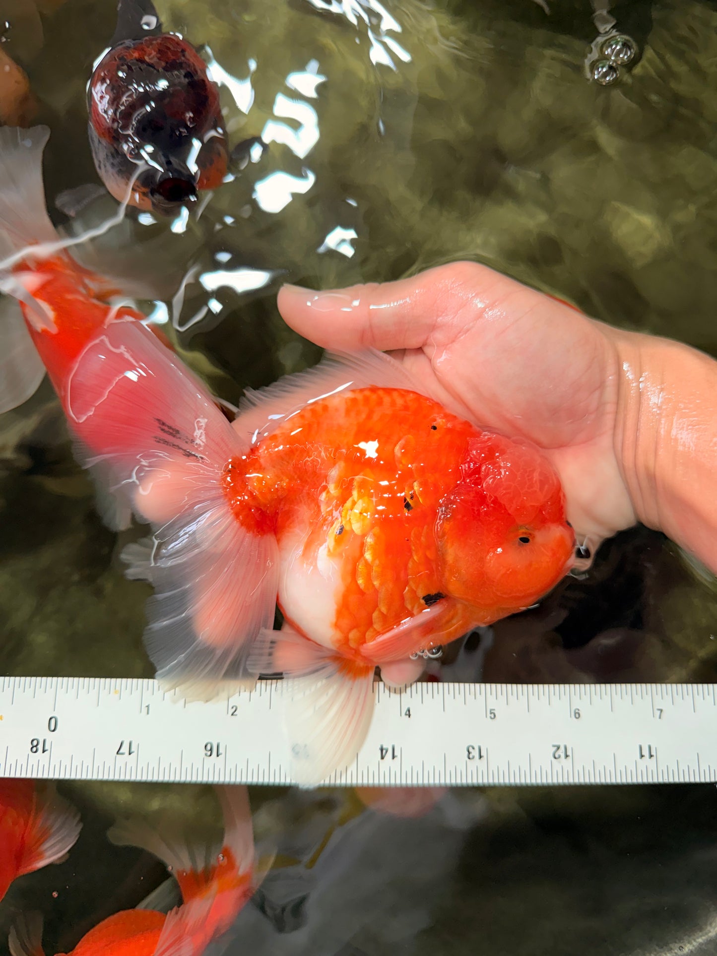 CHONKY A Grade Sakura Oranda Male 6 inches #070626OR_13