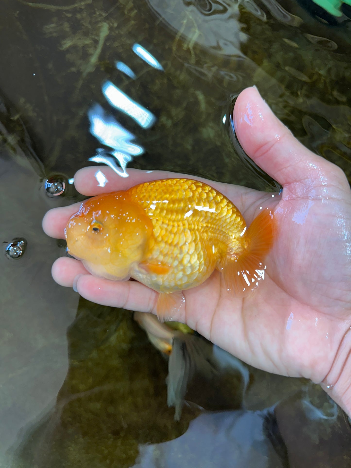 Cheese LionChu Female 4 inches #070425LC_14