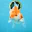 SUPER CUTE A Grade Sakura Oranda Female 5.5 inches #102425OR_21