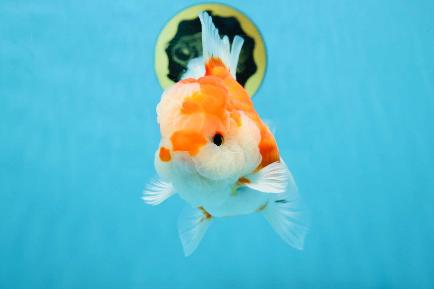 SUPER CUTE A Grade Sakura Oranda Female 5.5 inches #102425OR_21