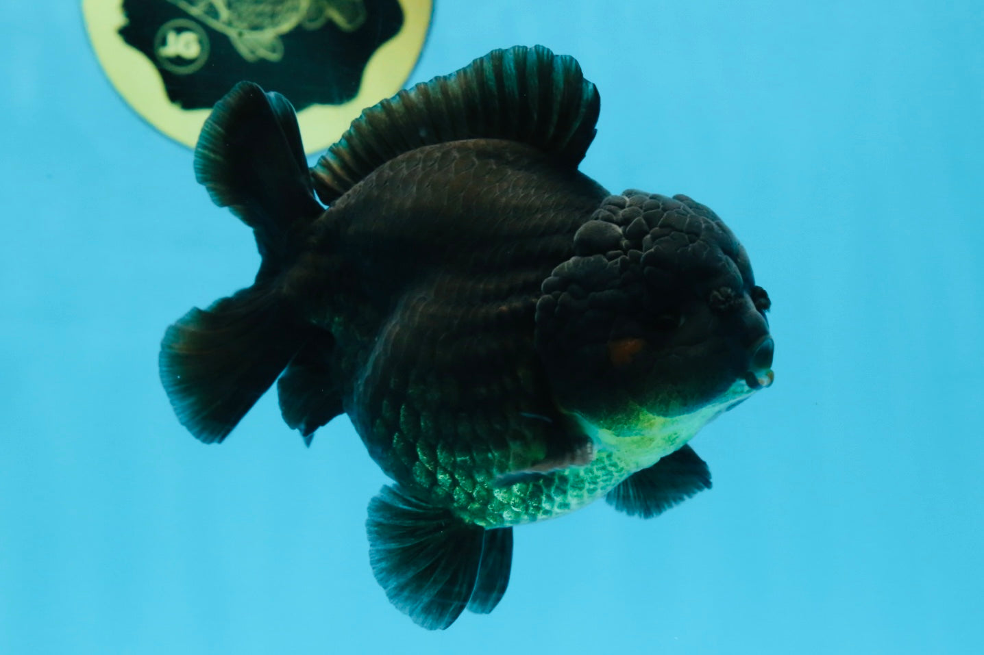 TOOTHLESS A Grade Black Yuanbao Male 4.5 inches #101725YB_32