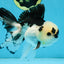 A Grade Panda Button Eyes Oranda Male 5-5.5 inches #091925OR_06
