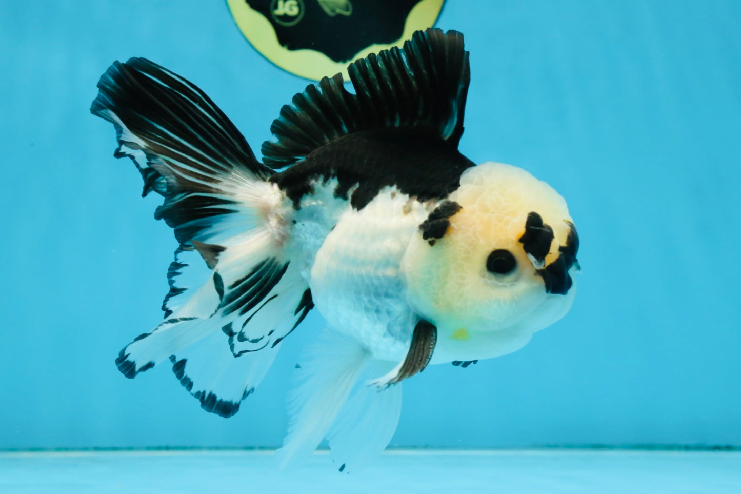 A Grade Panda Button Eyes Oranda Male 5-5.5 inches #091925OR_06