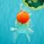AAA Grade Peach Red White Oranda Male 5 inches #062626OR_30