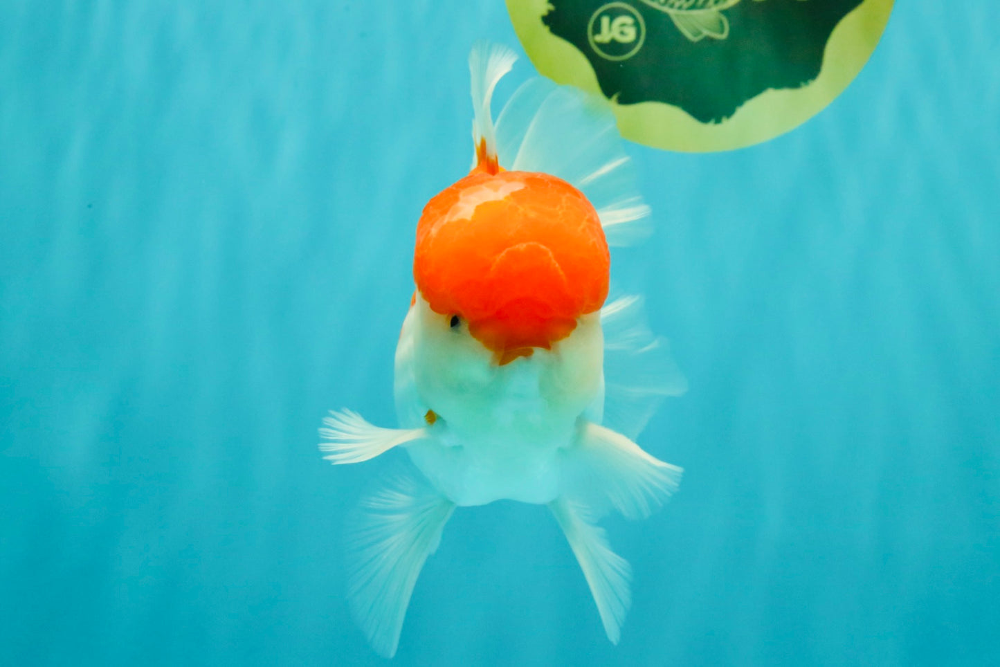 AAA Grade Peach Red White Oranda Male 5 inches #062626OR_30