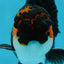 A Grade Chonky Tricolor Oranda Male 5 inches #062025OR_19