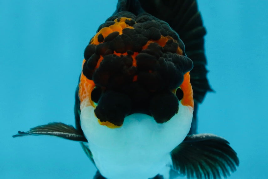 A Grade Chonky Tricolor Oranda Male 5 inches #062025OR_19
