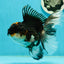 A Grade Tricolor Oranda Female 6 inches #111524OR_14