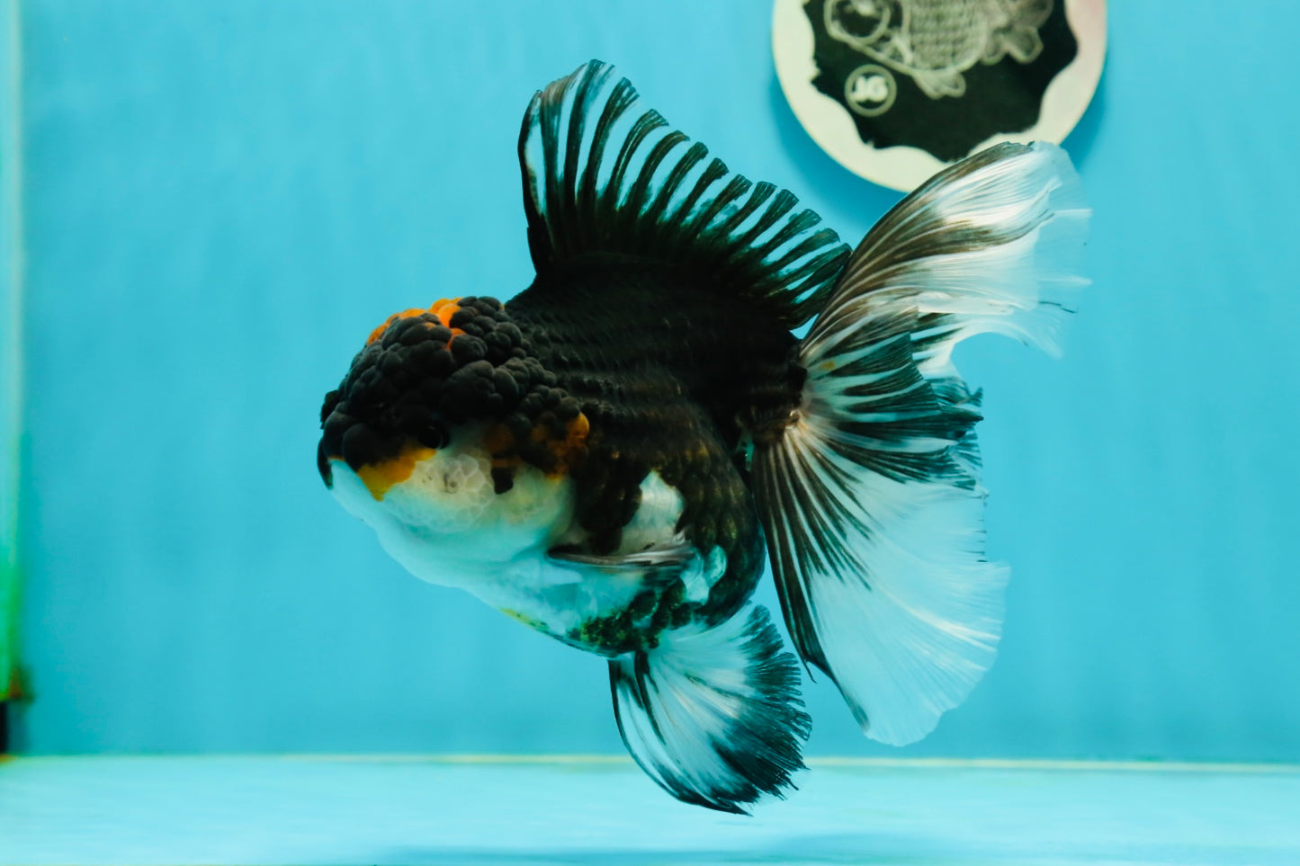 A Grade Tricolor Oranda Female 6 inches #111524OR_14