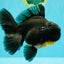 AAA Grade Kirin Oranda Male 6.5 inches #070626OR_14