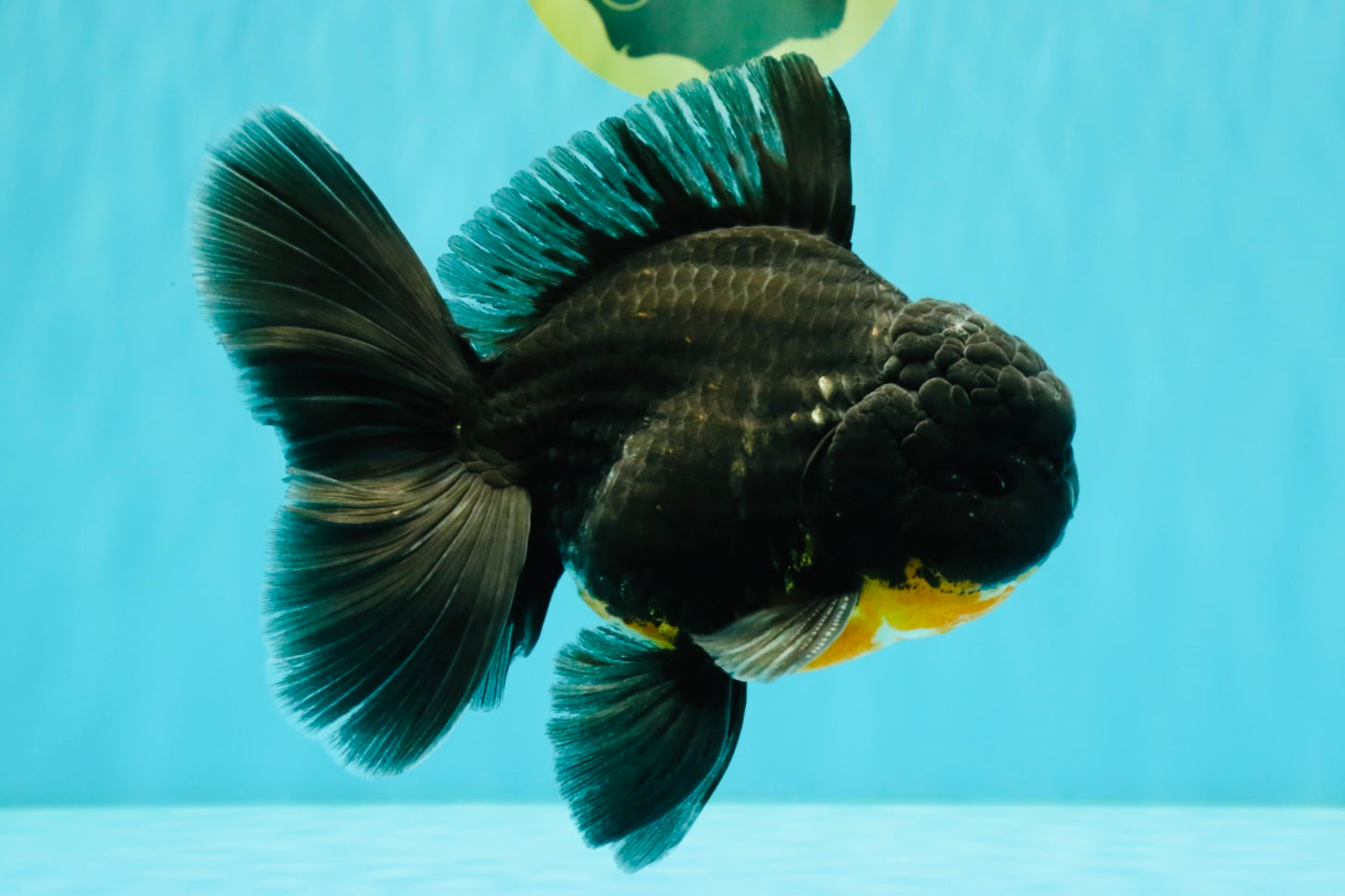 AAA Grade Kirin Oranda Male 6.5 inches #070626OR_14