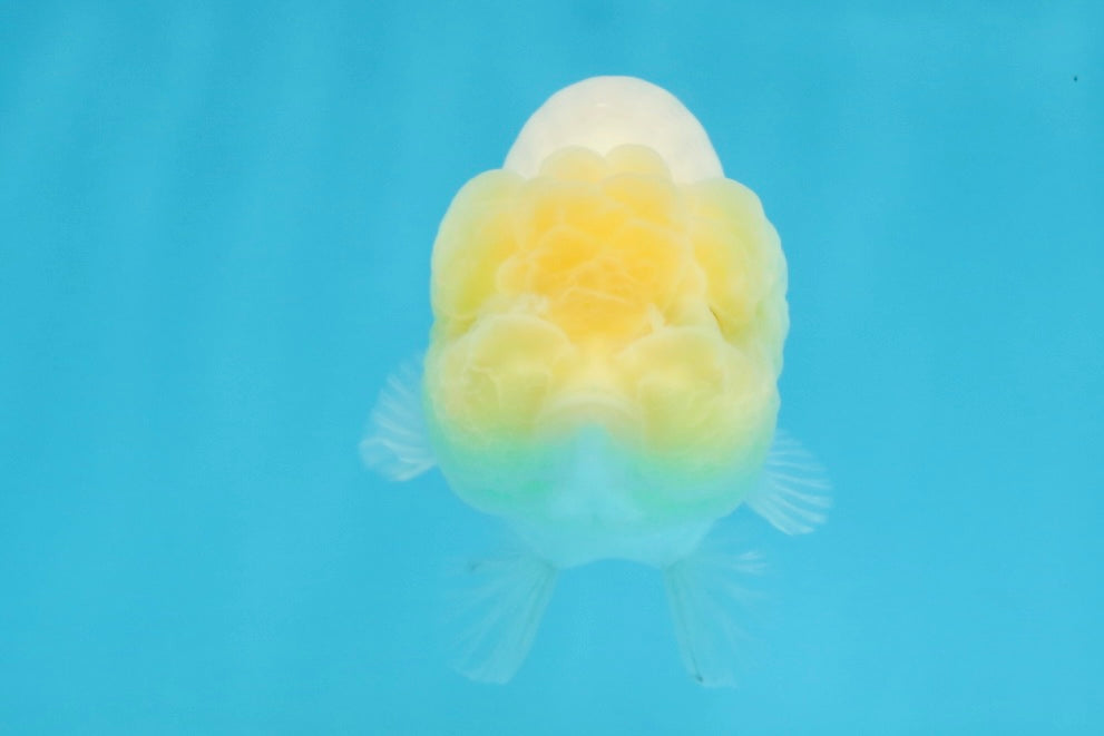 A Grade White LionQueen 4-4.5 inches #102425LC_12