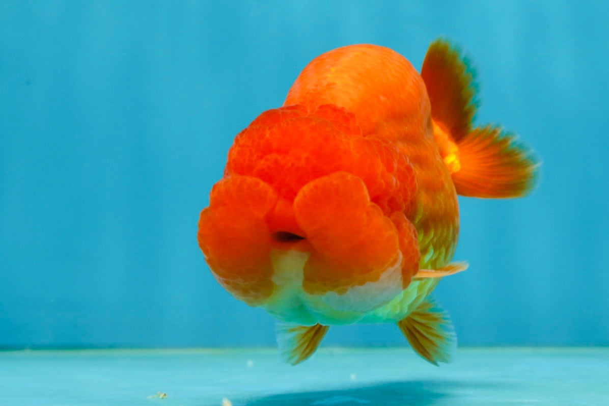 A Grade Solid Red LionKing 4 inches #062725LC_01