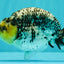 SPECIAL AAA Grade White Tiger LionKing 5.5 inches #061926RC_07