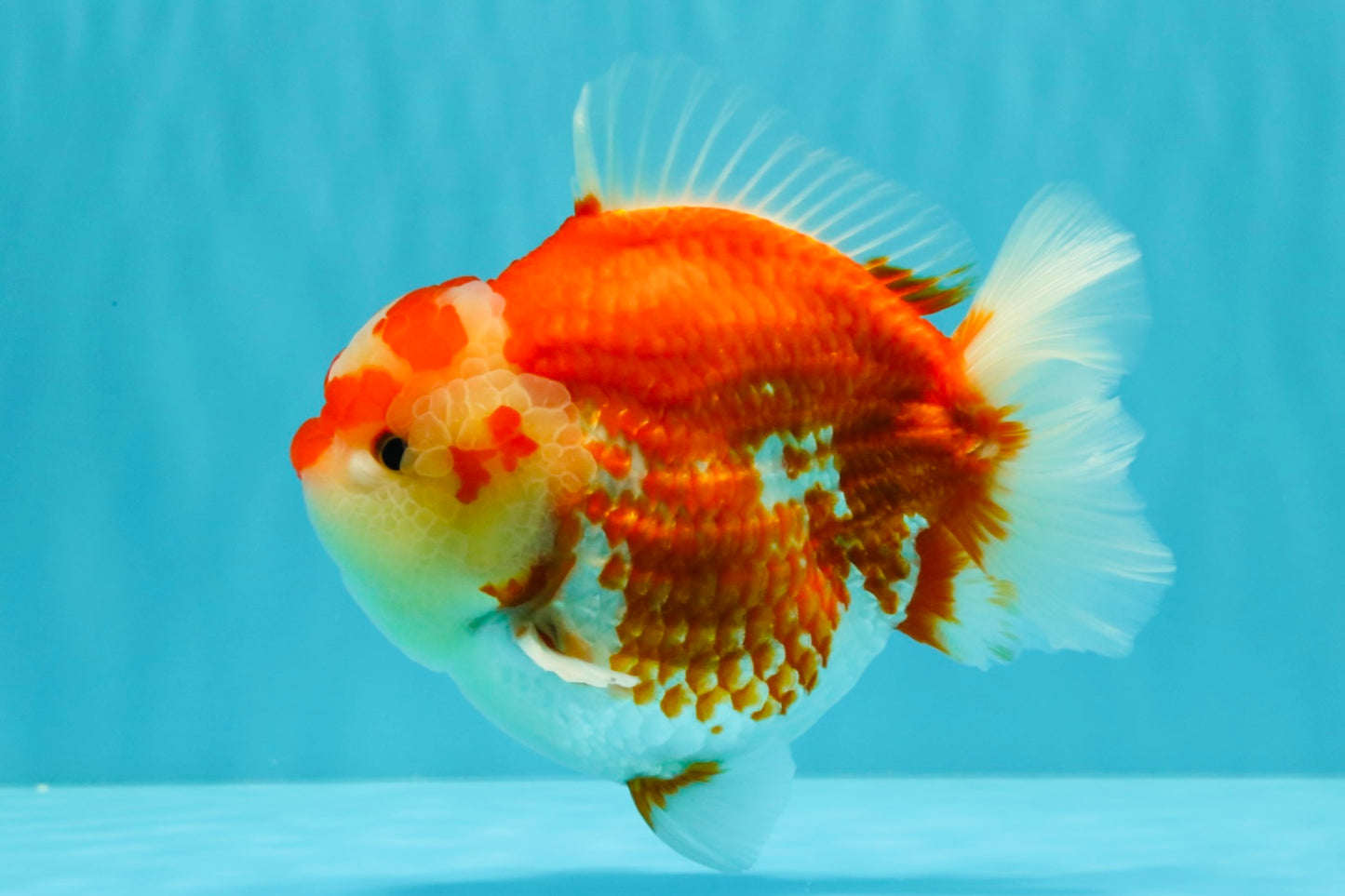 JUMBO A Grade Red White Yuanbao Male 5.5-6 inches #032026YB_22