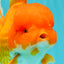 AAA Grade Red Oranda Female 6.5 inches #071026OR_24