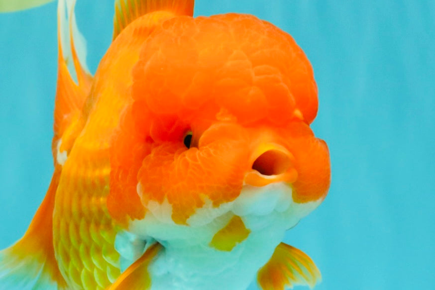 AAA Grade Red Oranda Female 6.5 inches #071026OR_24