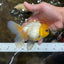 A Grade UNIQUE Lemonhead Oranda Male 5-5.5 inches #090525OR_13