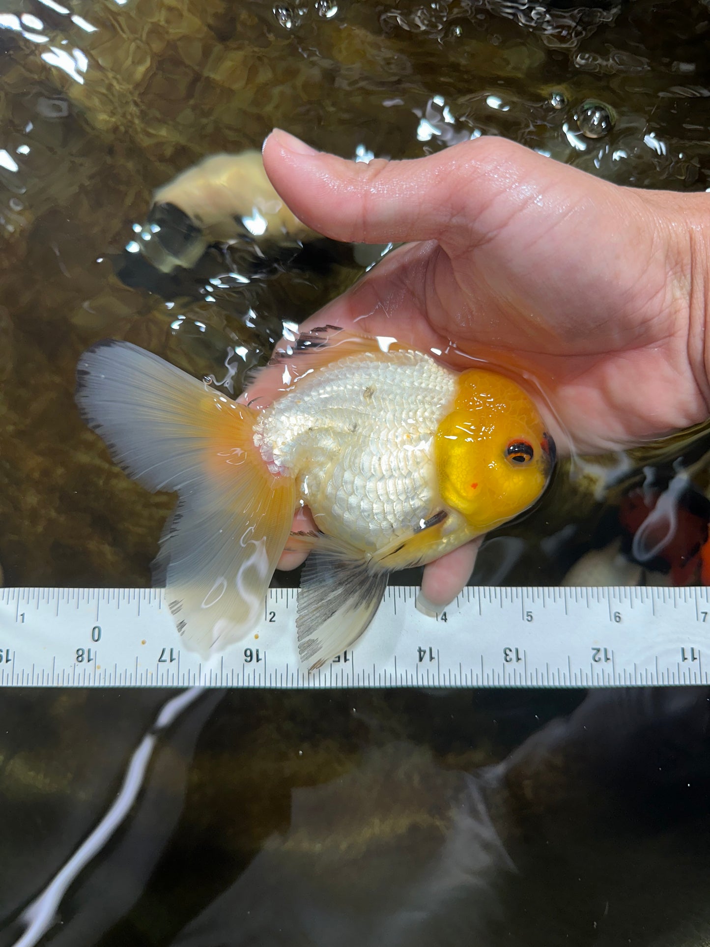 A Grade UNIQUE Lemonhead Oranda Male 5-5.5 inches #090525OR_13