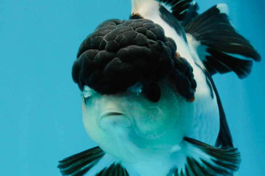 A Grade Tricolor Oranda Female 5.5 inches #022726OR_30