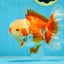 SHOW GRADE Won Runner 2nd Red White Oranda Male 5.5 inches Trophy Included #062025OR_01