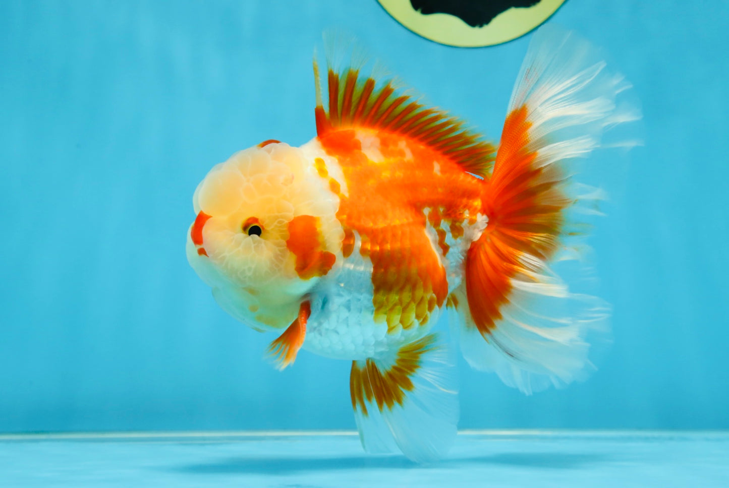 SHOW GRADE Won Runner 2nd Red White Oranda Male 5.5 inches Trophy Included #062025OR_01