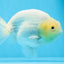 AAA Grade Lemonhead Strong Body Structure Ranchu Male 5.5 inches #0712RC_04