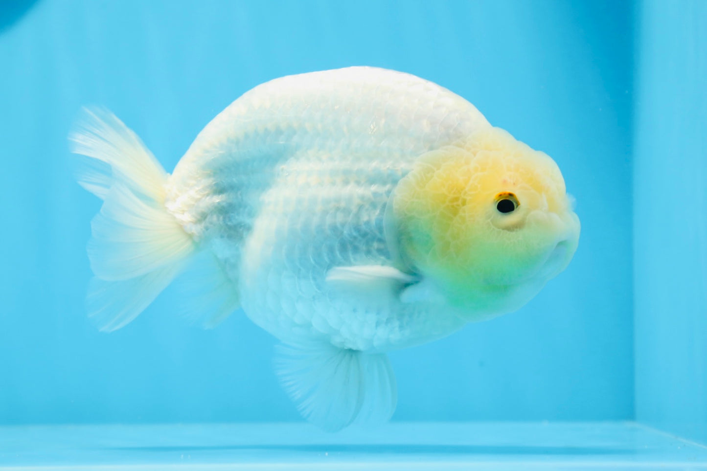 AAA Grade Lemonhead Strong Body Structure Ranchu Male 5.5 inches #0712RC_04