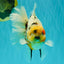 AAA Grade Sanke Marble Oranda Male 6.5 inches #062626OR_03