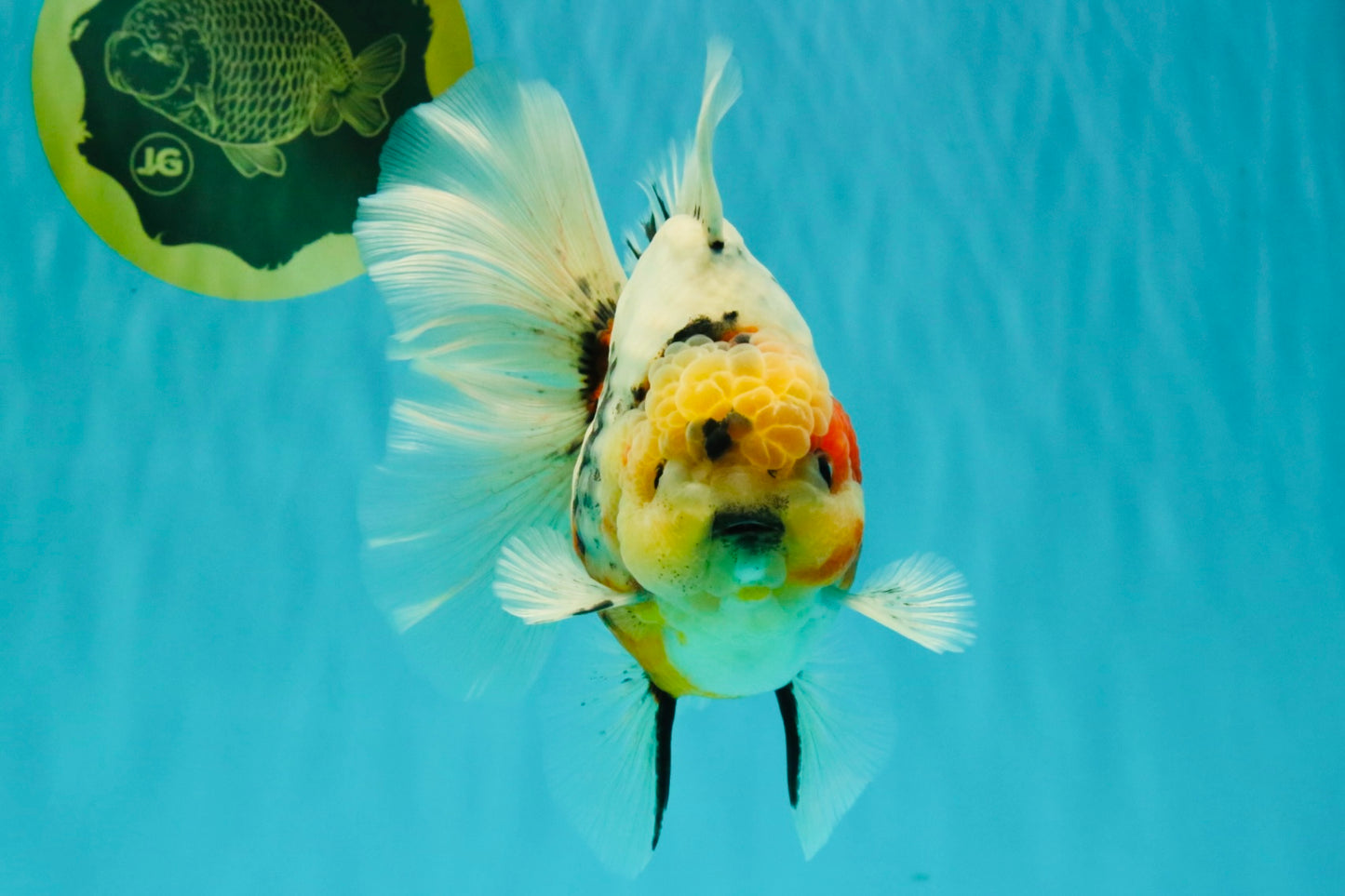 AAA Grade Sanke Marble Oranda Male 6.5 inches #062626OR_03