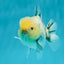 Lemonhead Marble Yuanbao Male 3.5-4 inches #1110YB_07