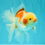 A Grade Kohaku Oranda Male 6-6.5 inches #090426OR_10
