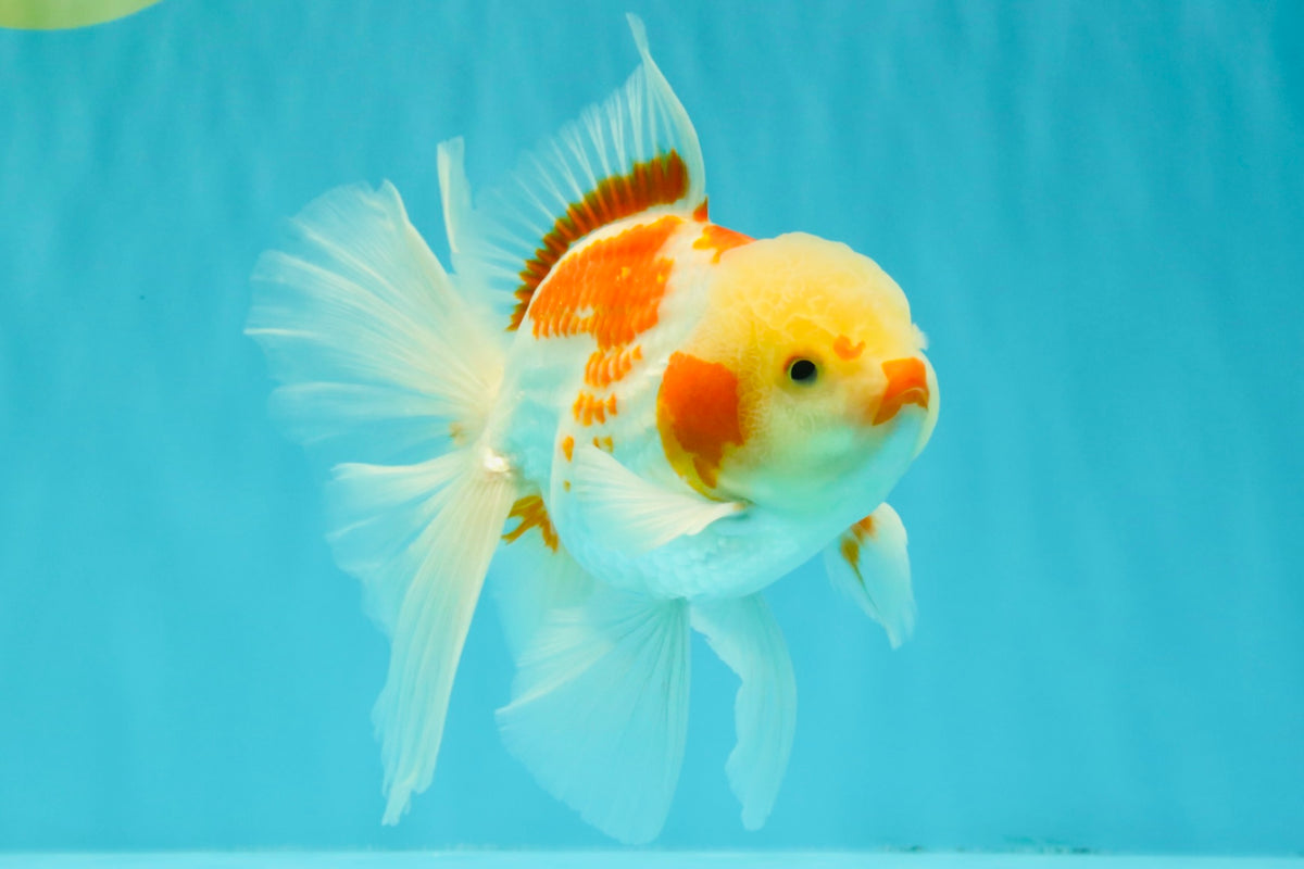 A Grade Kohaku Oranda Male 6-6.5 inches #090426OR_10