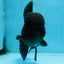 AAA Grade Godzilla Black Oranda Male 5.5 inches #100325OR_11