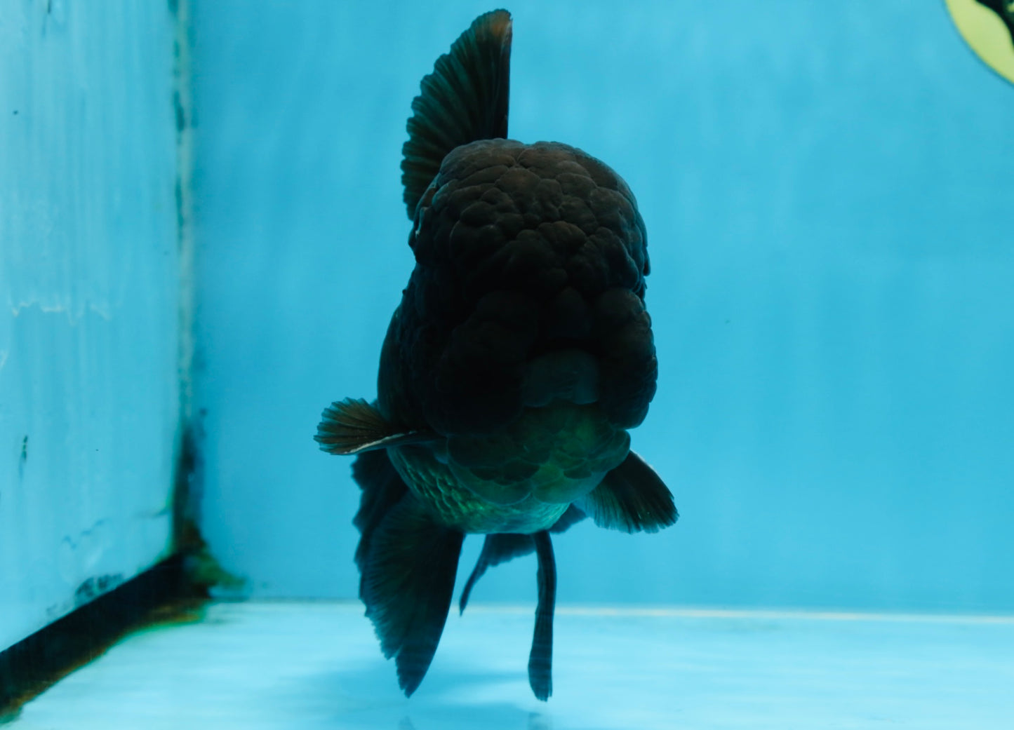 AAA Grade Godzilla Black Oranda Male 5.5 inches #100325OR_11