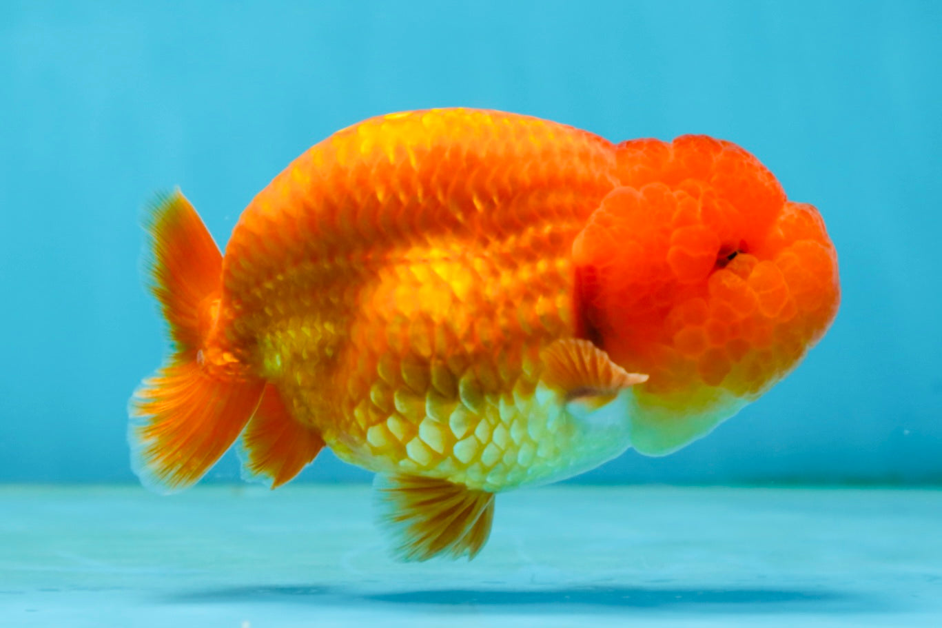 A Grade Solid Red LionKing 4 inches #062725LC_01