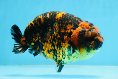 A Grade Tiger Strong Body Structure LionKing 5.5 inches #101725LC_22