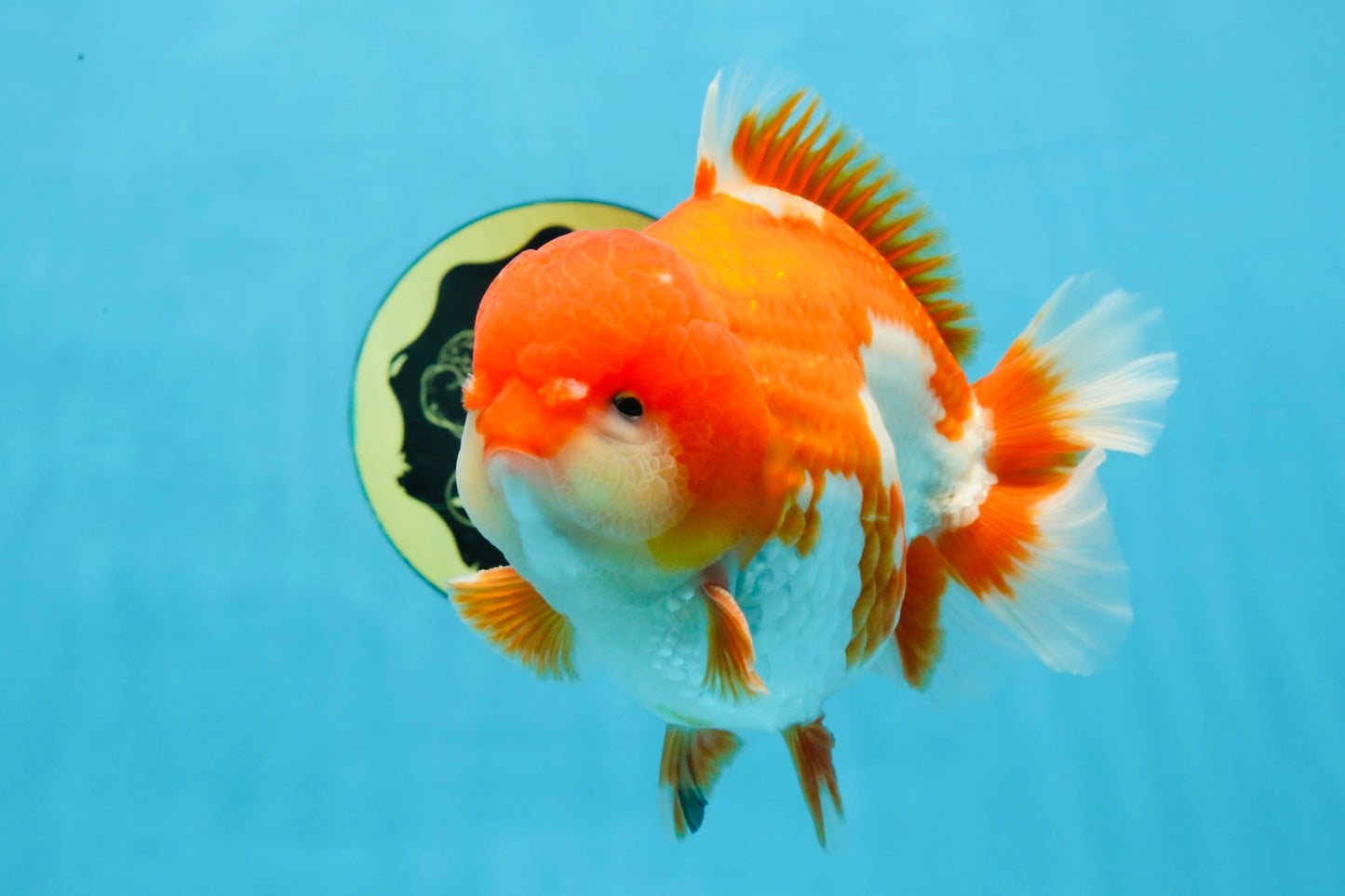 SHOW GRADE Godzilla Red White Yuanbao Male 5.5 inches #101025YB_27