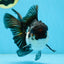 HAPPY "PO" Tricolor Oranda Male 5.5 inches #081525OR_24