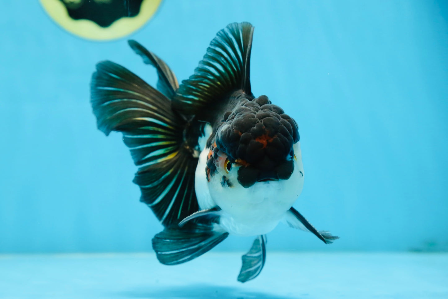 HAPPY "PO" Tricolor Oranda Male 5.5 inches #081525OR_24