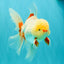 A Grade Lipstick Red White Oranda Male 5.5-6 inches #100926OR_14