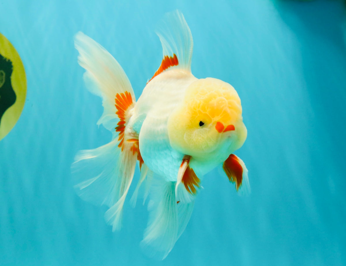 A Grade Lipstick Red White Oranda Male 5.5-6 inches #100926OR_14