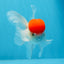 AAA Grade Red Cap Oranda Male 4.5 inches #0913OR_10