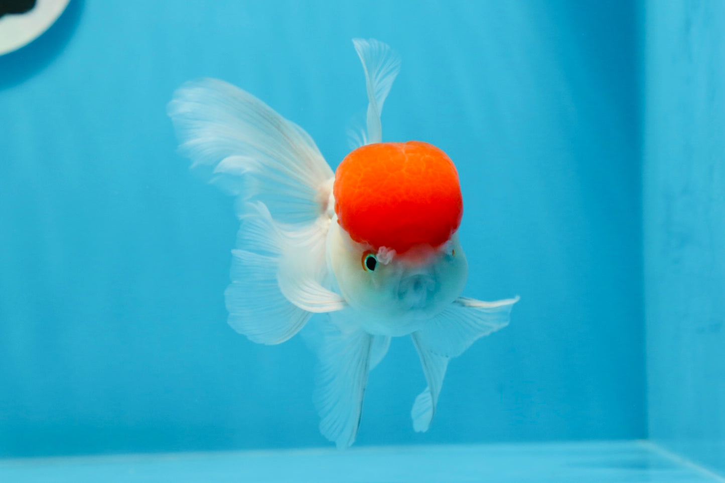 AAA Grade Red Cap Oranda Male 4.5 inches #0913OR_10