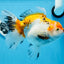 A Grade Big Size Tricolor Oranda Female 7.5 inches #0706OR_09